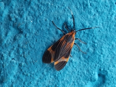 Dycladia emerita