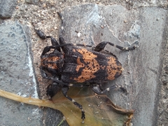 Aegomorphus pereirai