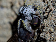 Phidippus mystaceus