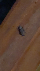 Pantomorus cervinus