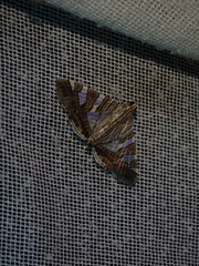 Margaroniini