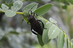 Acanthocephala femorata
