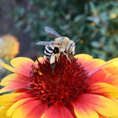 Amegilla quadrifasciata