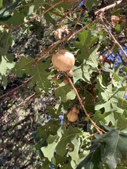 Andricus quercuscalifornicus