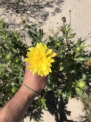Grindelia chiloensis