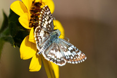 Burnsius communis