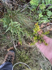 Solidago