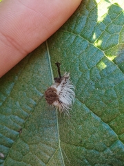 Dasychira meridionalis