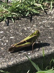 Gastrimargus marmoratus