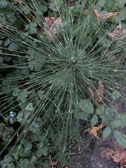 Juncus patens