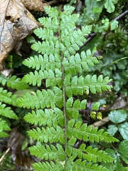 Polystichum braunii