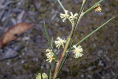 Acacia genistifolia