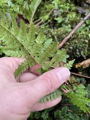 Polystichum braunii