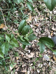 Celastrus subspicatus