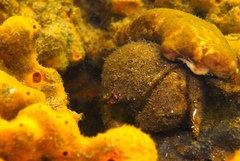 Austrodromidia octodentata