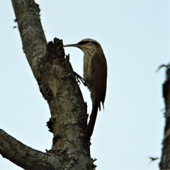 Lepidocolaptes angustirostris