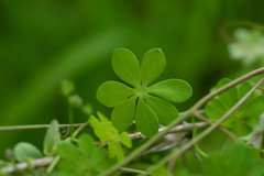 Tropaeolum brachyceras