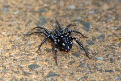 Nyssus albopunctatus