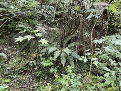 Polystichum braunii
