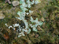 Riccia albida