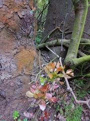 Cryptocarya alba