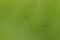 Poeciliidae