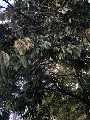 Castanea mollissima