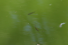 Poeciliidae
