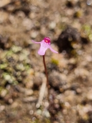 Utricularia tenella
