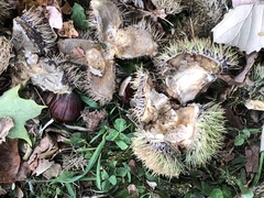 Castanea mollissima