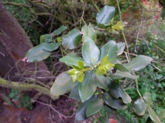 Cryptocarya alba