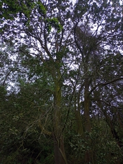 Cryptocarya alba