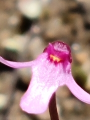 Utricularia tenella