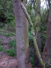 Cryptocarya alba