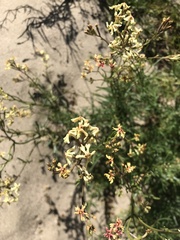 Glandularia flava