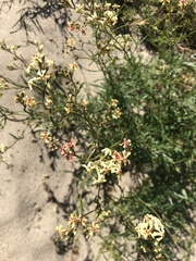Glandularia flava