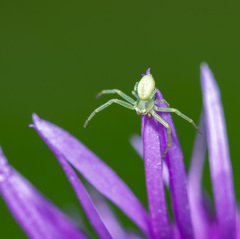 Misumessus oblongus