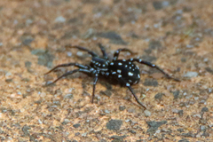 Nyssus albopunctatus