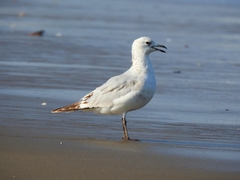 Ichthyaetus relictus