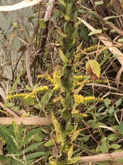 Platanthera ciliaris