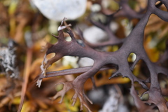 Masonhalea richardsonii