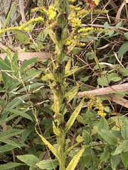 Platanthera ciliaris