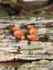 Scutellinia