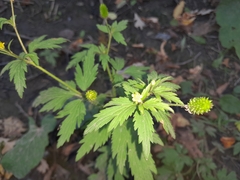 Ranunculus pensylvanicus