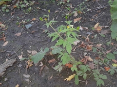 Ranunculus pensylvanicus