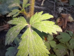 Ranunculus pensylvanicus