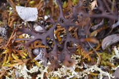 Masonhalea richardsonii