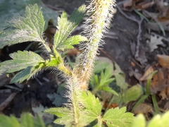 Ranunculus pensylvanicus
