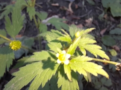 Ranunculus pensylvanicus