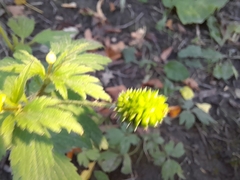 Ranunculus pensylvanicus